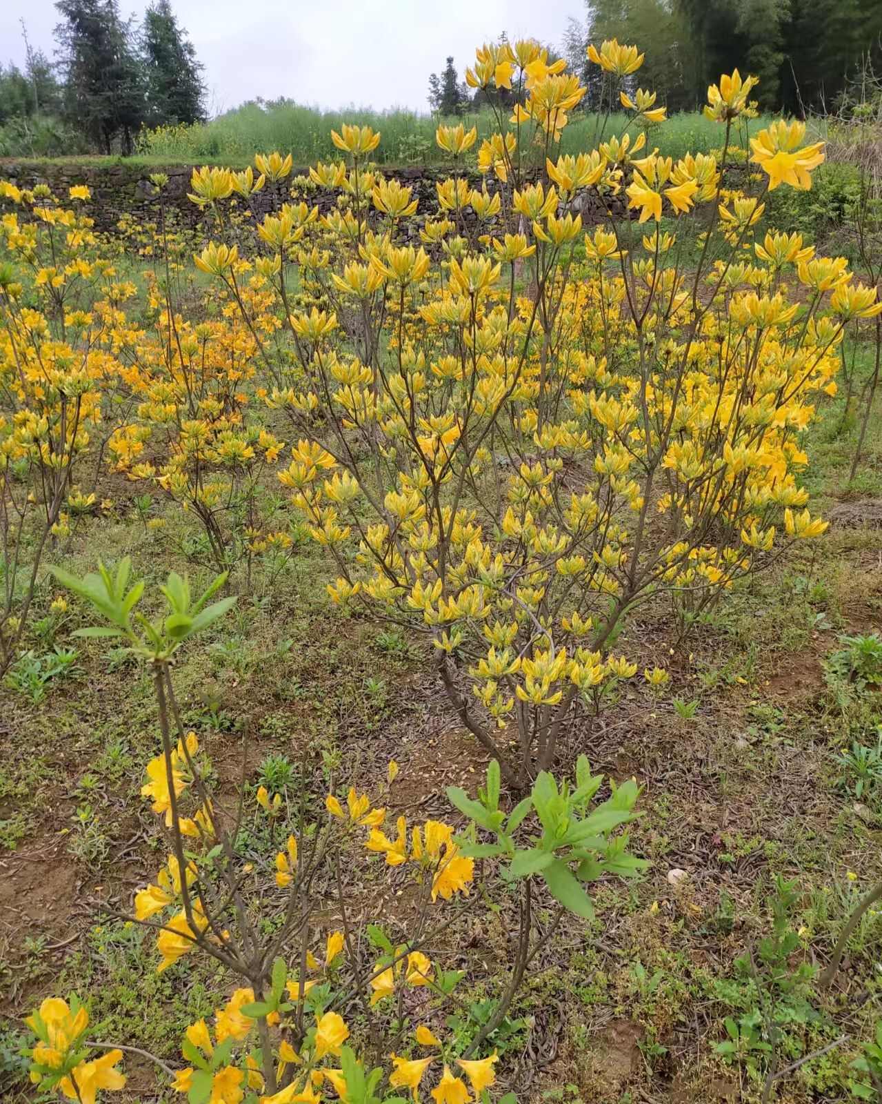 湖北黄石黄花杜鹃灌木苗基地直供园林绿化专用