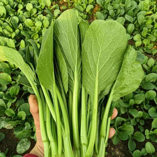 新鲜菜心 直供南通通州基地 当日采摘 发货及时 叶菜类优选