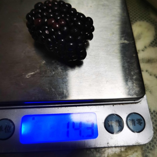 新鲜黑莓