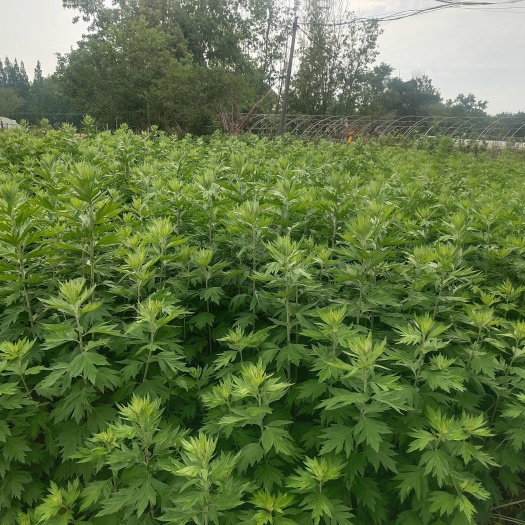 菖蒲 艾草 端午节需要采购的老板可以联系