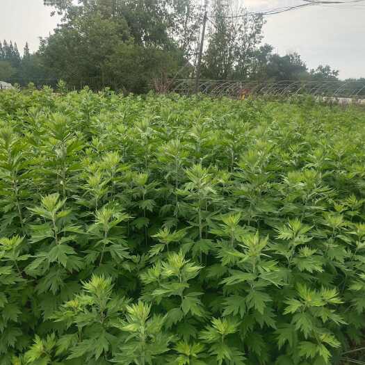 成都菖蒲 艾草 端午节需要采购的老板可以联系