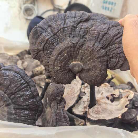 安远县江西紫灵芝中药材天然滋补通货，黑灵芝药材初级农产品滋补品。