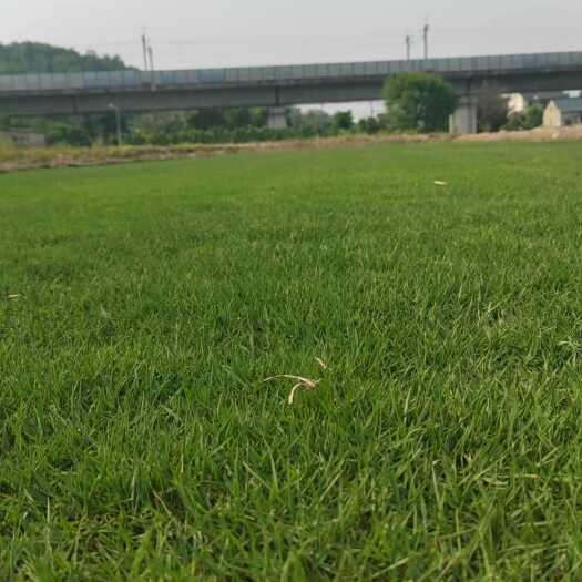 余姚市精品马尼拉草坪
