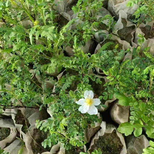 定西绢毛蔷薇，白花绢毛蔷薇品种纯正