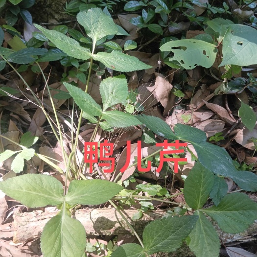 瑞昌市鸭儿芹