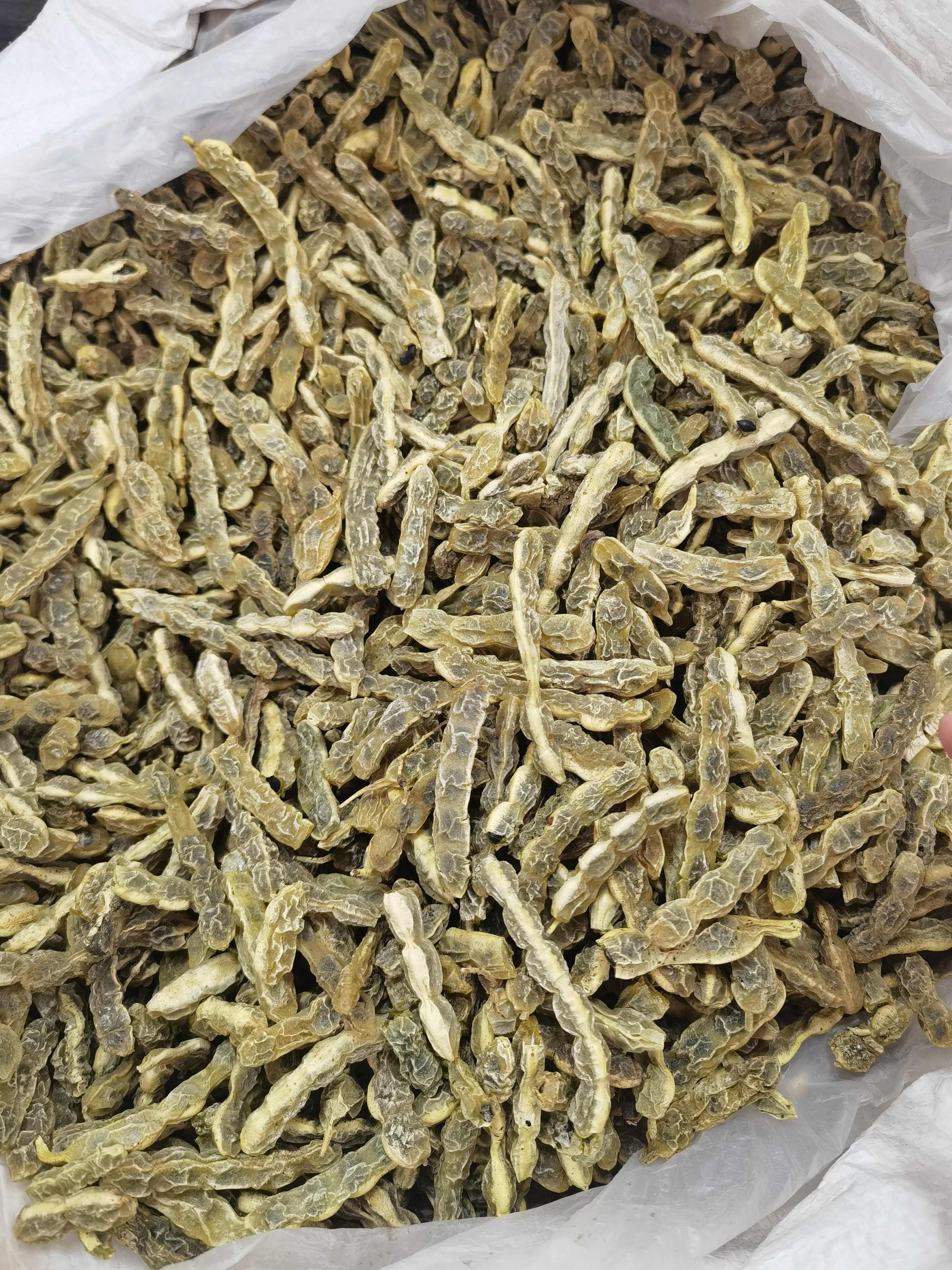 中药材 国槐米 槐花 槐角 槐实 槐子 槐豆 槐连豆