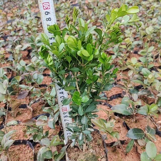 瓜子黄杨杯苗