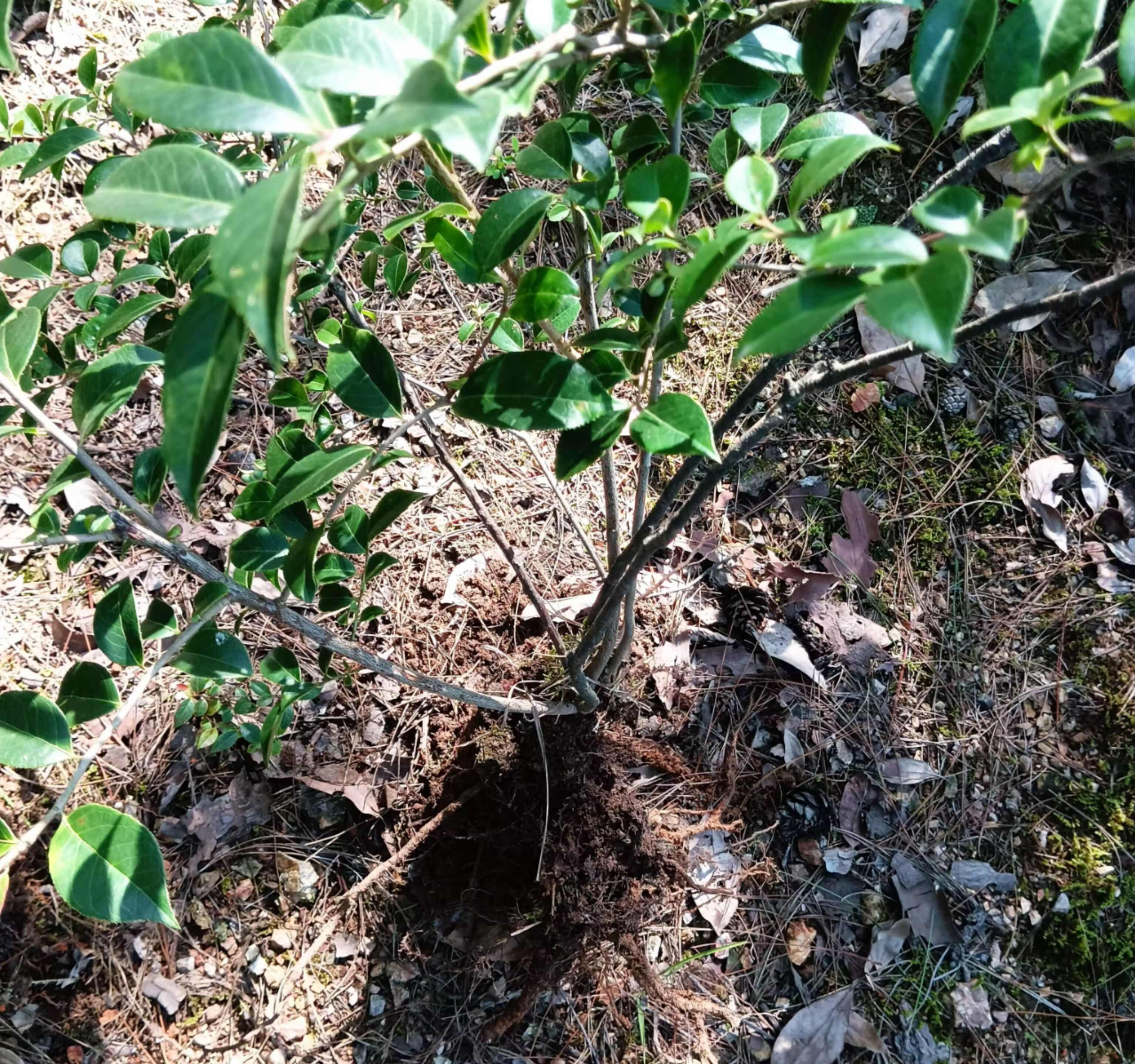 湖北黄石黄花杜鹃灌木苗基地直供园林绿化专用