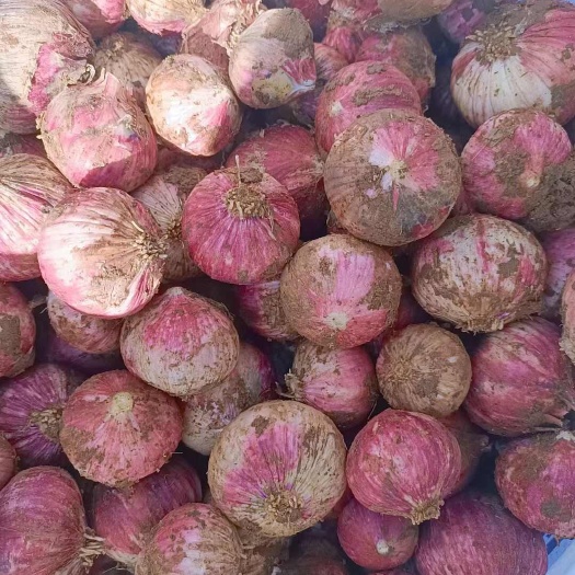 弥渡县独头蒜