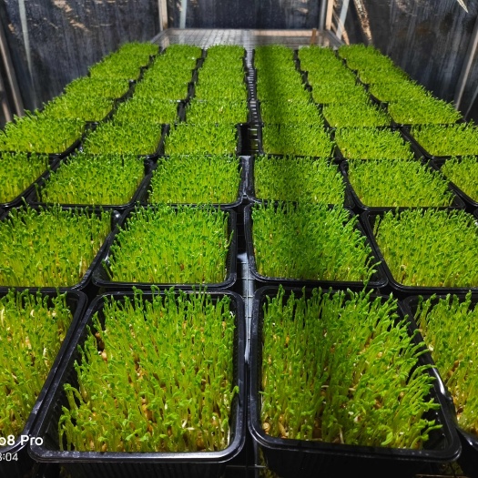 新鲜豌豆苗 优质蔬菜基地现摘现发
