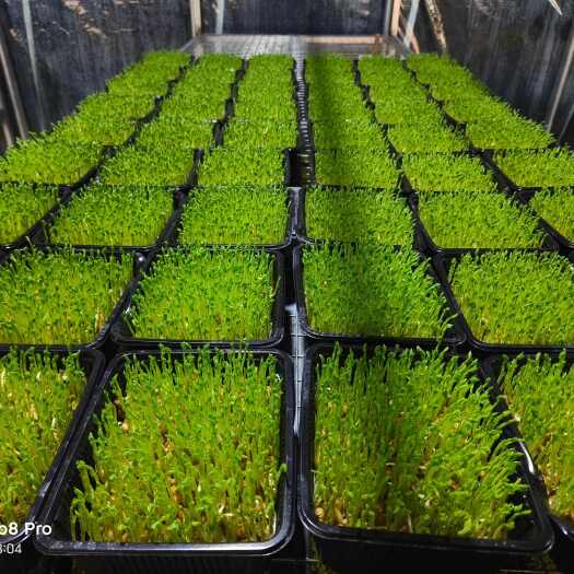 涿州市新鲜豌豆苗 优质蔬菜基地现摘现发