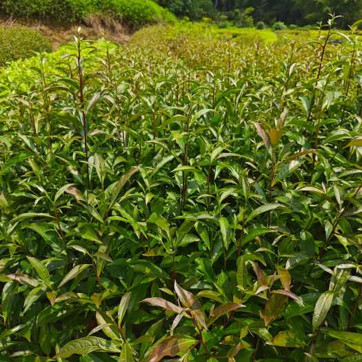 广州山杜英40-120公分，便宜清货处理！！！！！