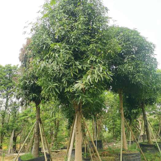 南宁扁桃20～23公分