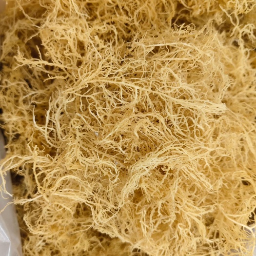 成都石花菜大货批发零售一件代发