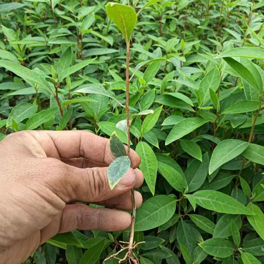 灵山县木姜子牙苗