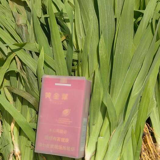 安阳批发射干苗