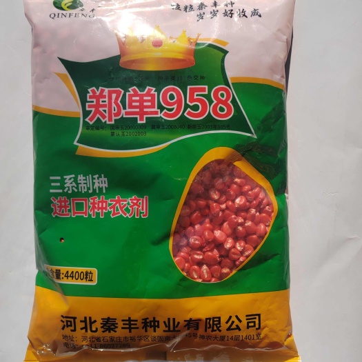故城县郑单958玉米种子三系制种白轴大穗