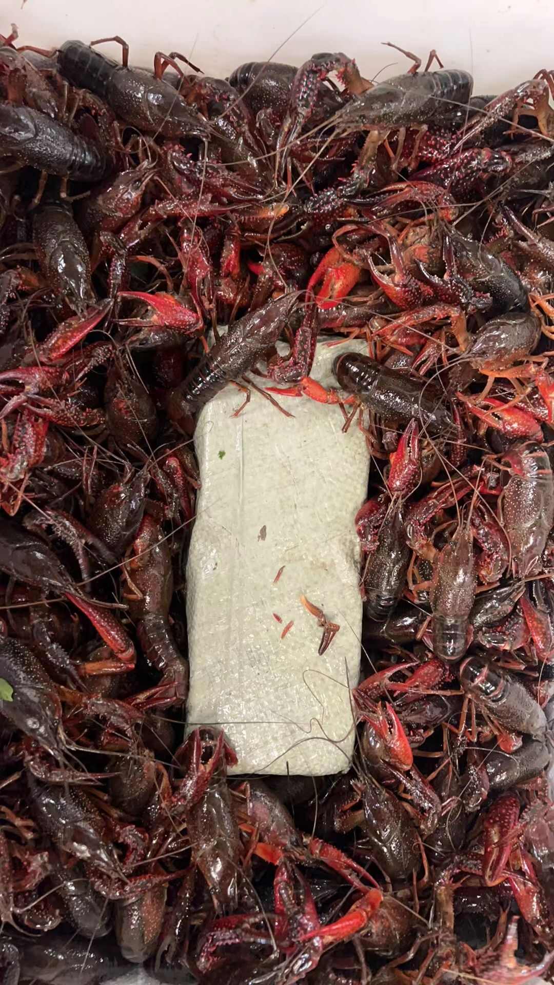 湖北监利县产地直发，稻田清水虾，底板干净，肉质饱满！