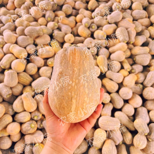 宁明县头茬现摘小金香南瓜花生南瓜农家自种自销粉糯香甜老品种南瓜批发