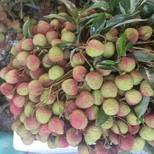 荔枝妃子笑，白糖罂，白腊