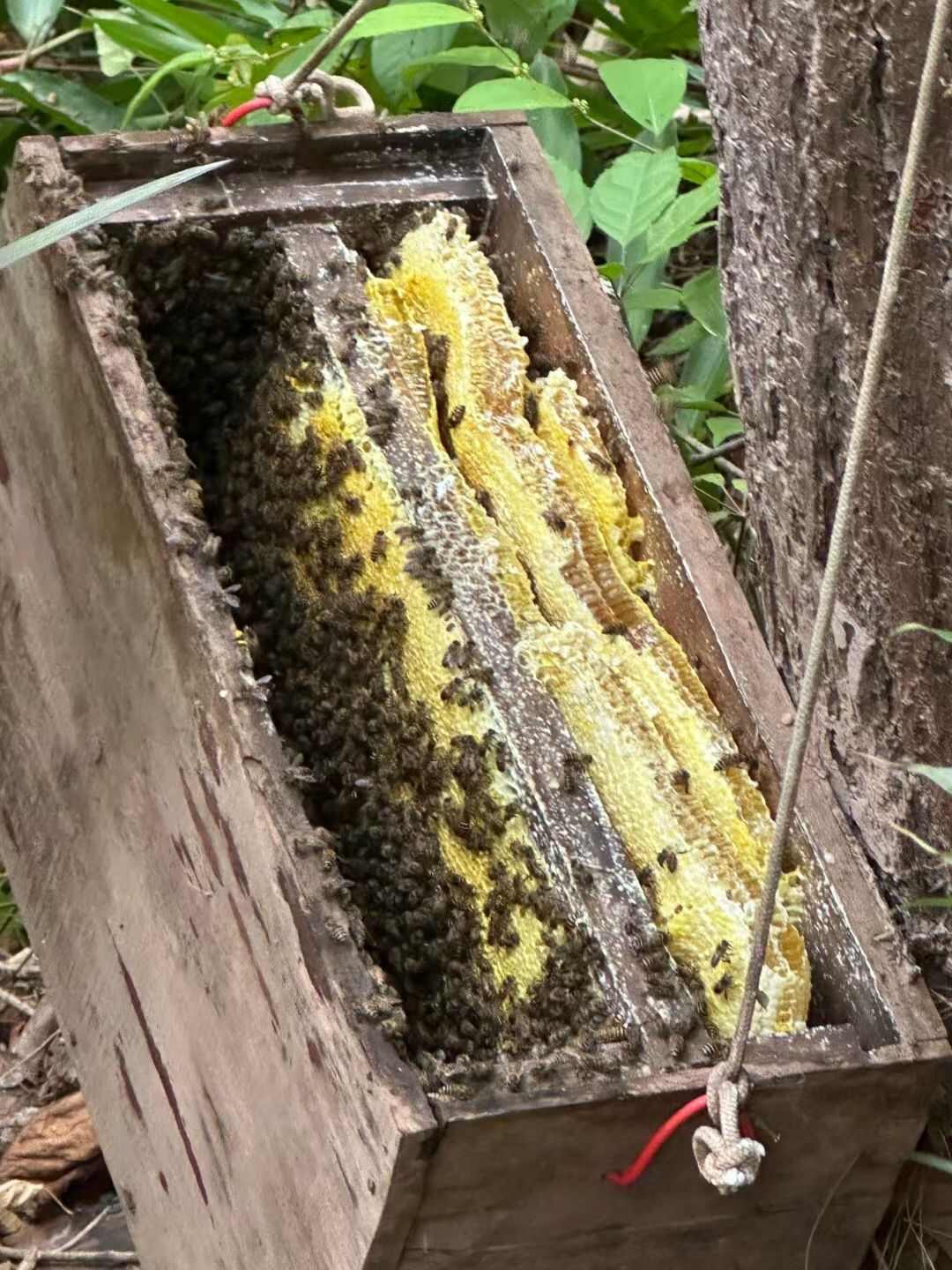 荔枝蜂蜜