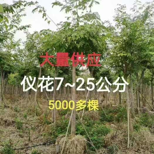南宁仪花7~25分骨架苗大量供应中