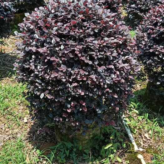 江门大量供应布袋，红花继木球
