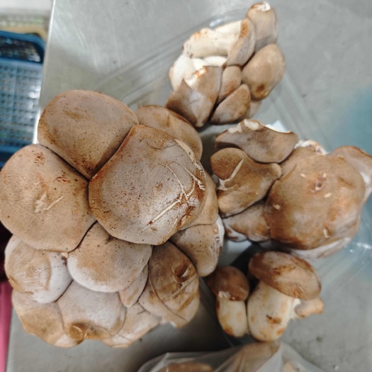 昆明黑虎掌