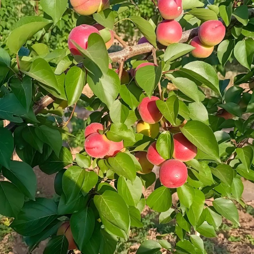 胭脂红杏，当季水果