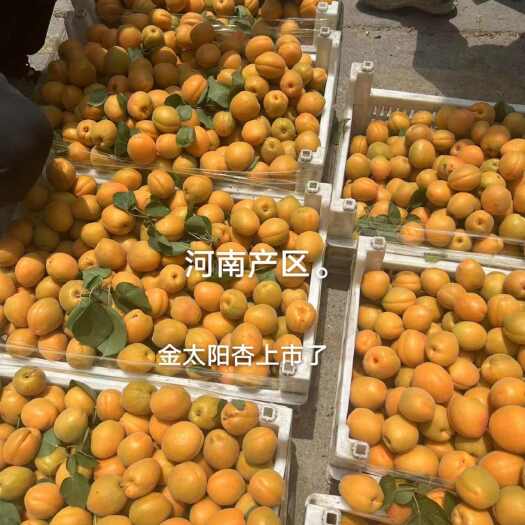 虞城县金太阳