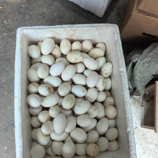 成都新鲜土鹅蛋直供成都金牛区禽畜蛋类批发零售