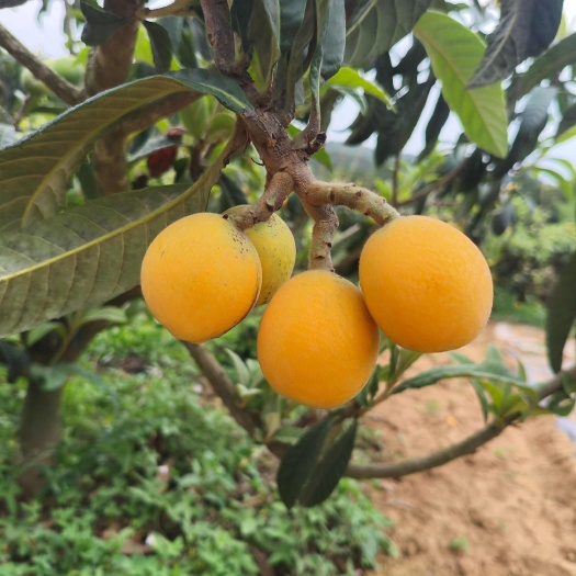 三台县四川绵阳三台五星枇杷，