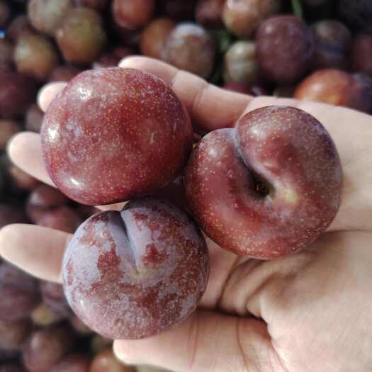 广东三华李包邮批发30斤一箱