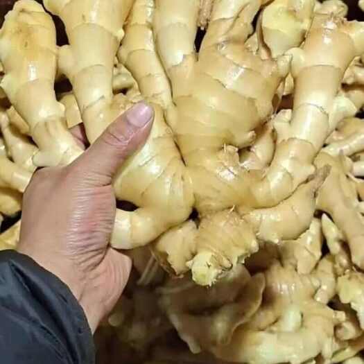 山东大黄姜小黄姜货源充足