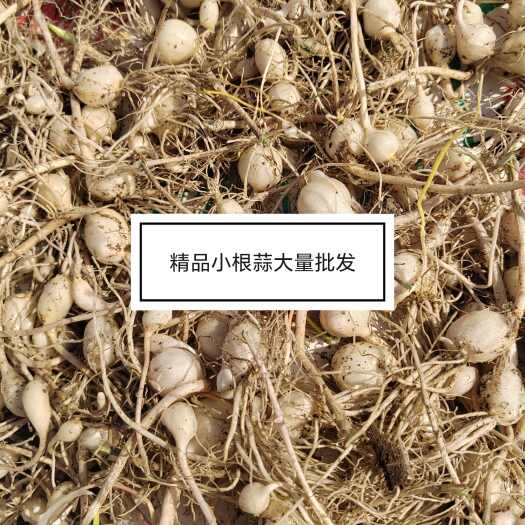 梨树县精品小根蒜