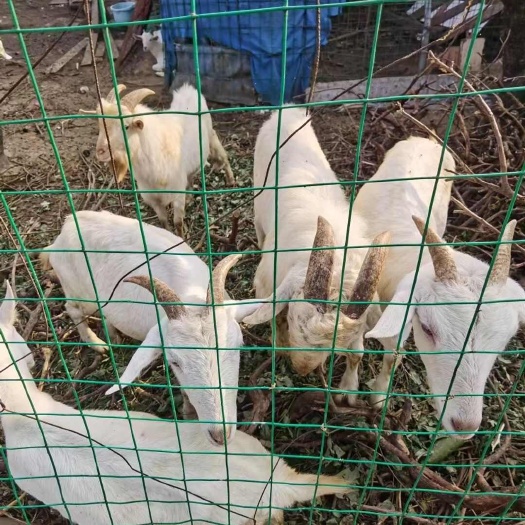卖羊全部处理，长辈生病了