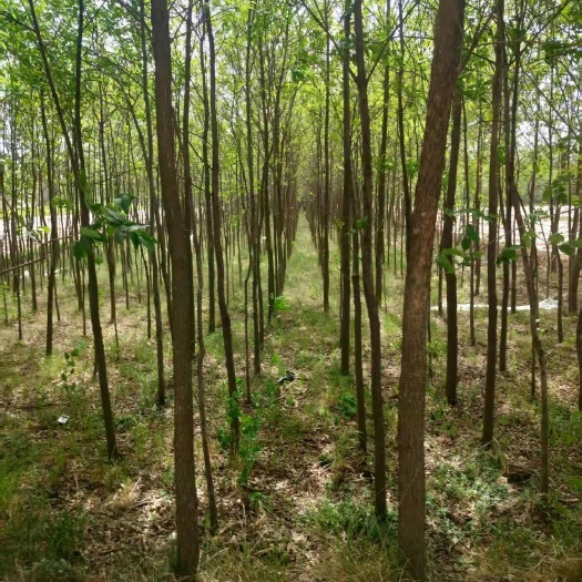 合水县6—12公分白腊基地直销