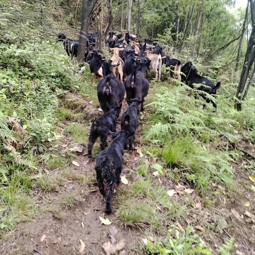 黑山羊供应贵阳一只以免费送到家需要宰杀另加费用30元