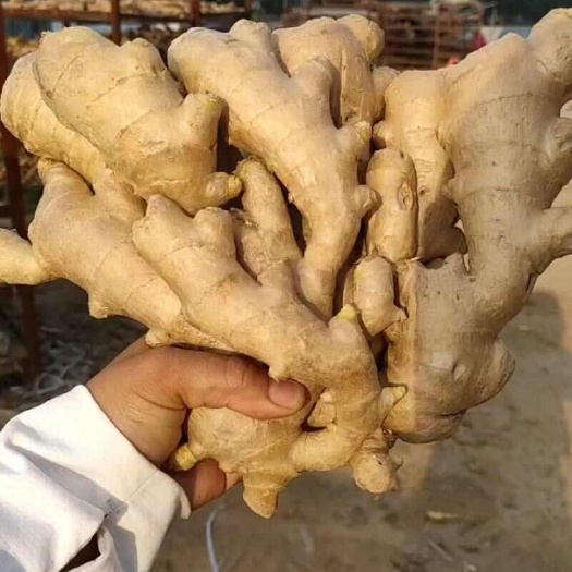 沂水县山东黄姜小黄姜风干姜全国发货质量保证坏烂包赔，
