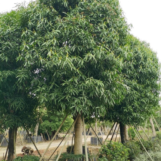 南宁扁桃树4～50公分大量供应中
