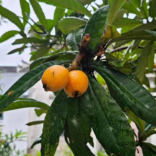 黄山市歙县三潭枇杷