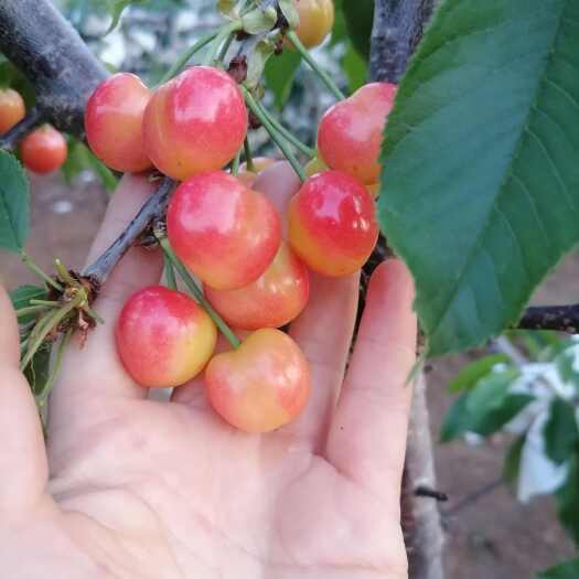 费县布鲁克斯大樱桃黄蜜美早