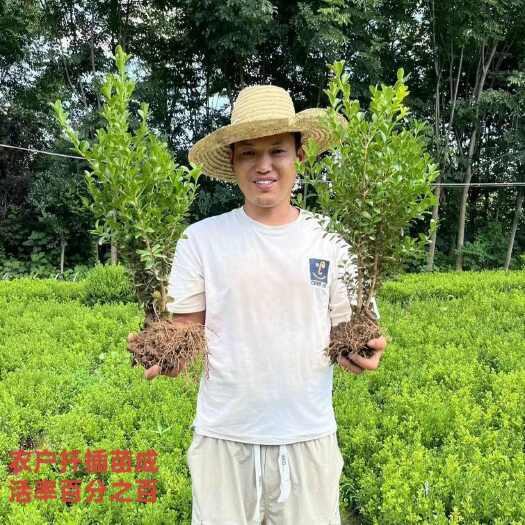 沭阳县黄杨毛球  40-50公分高 毛20小球