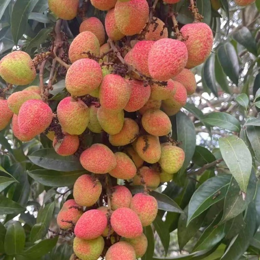 白糖罂荔枝  妃子笑  桂味 仙进逢  黑叶荔代收代发