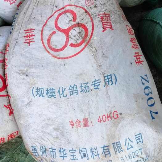龙门县白鸽子粪