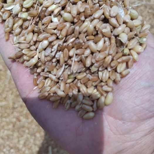 湿小麦水分35
