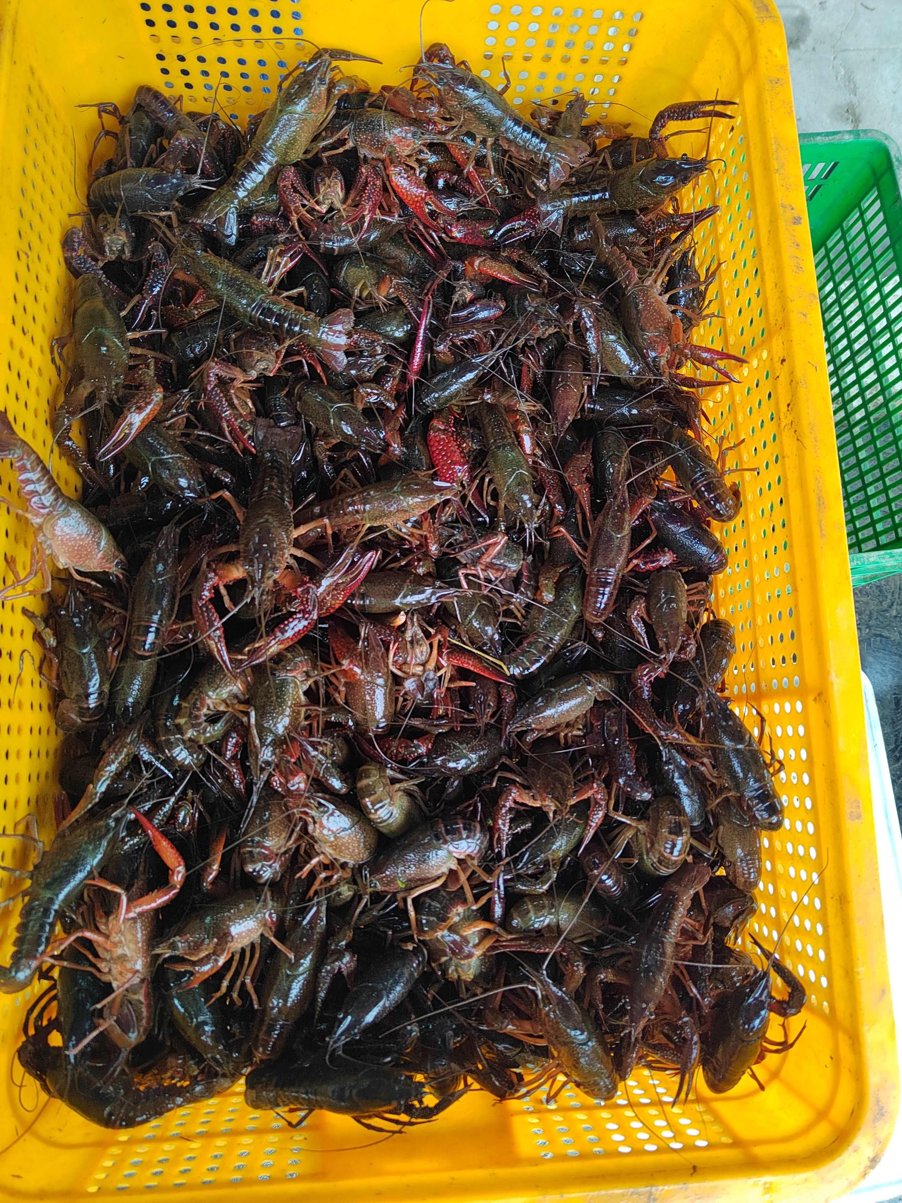 湖北监利县产地直发，稻田清水虾，底板干净，肉质饱满！