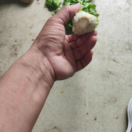 小中芹