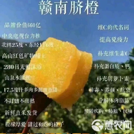 信丰县江西赣南脐橙，长在稀土山上的脐橙