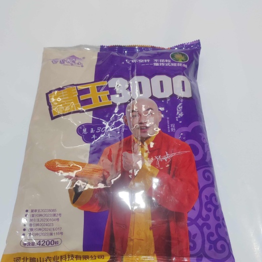 故城县慧玉3000玉米种红轴大穗抗倒抗病产量高